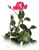 rose au rosier