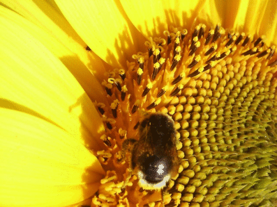 abeille 1