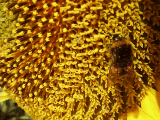 abeille 3