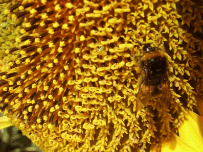 abeille 2