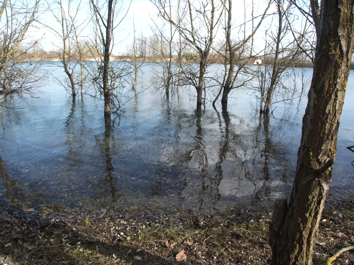 arbres dans l'eau