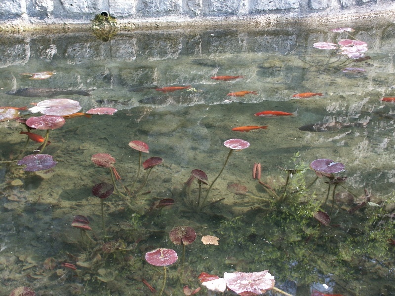 poissons rouges