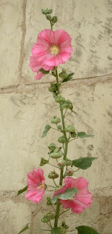 roses trémières roses