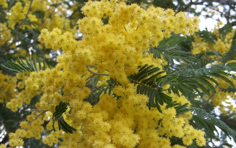 Acacia dealbata