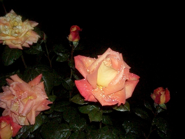 roses orangées