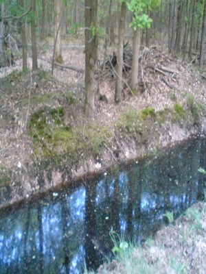 L'eau noire de la fort