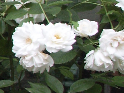 roses blanches