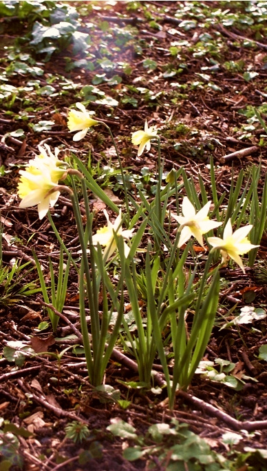 joncquilles