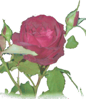 rose carmin