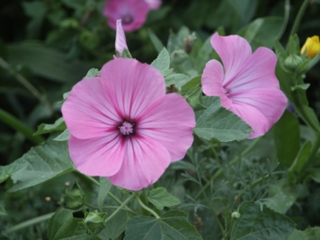 Ptunias